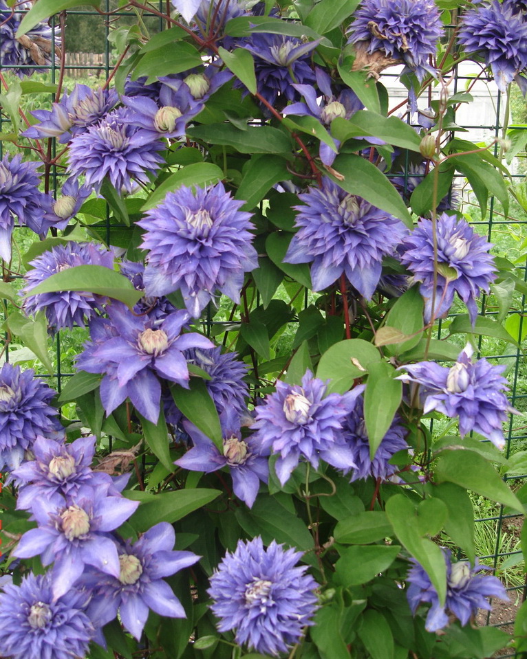 Клематис `Мульти Блю`, Clematis `Multi Blue` | СадПарад